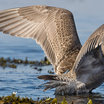 Glaucous-winged Gull